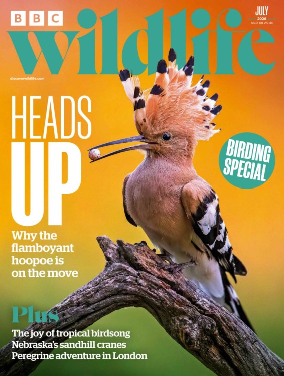 BBC Wildlife Magazine July 2026 Issue 545