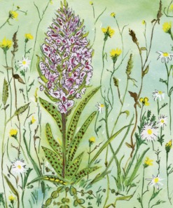 Drawn to Nature Hardback Book by Caroline Quentin Inside Page 2
